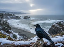 I Am of Three Minds - Sonoma Coast
